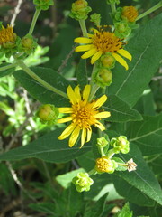 Verbesina sphaerocephala