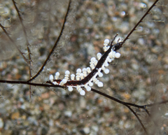 Eubranchus