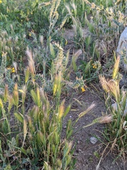 Hordeum murinum