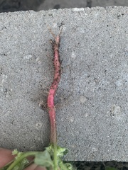 Amaranthus retroflexus
