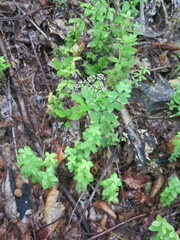 Galium platygalium