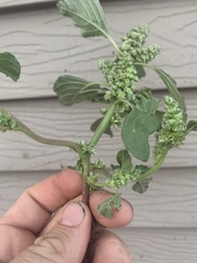 Amaranthus retroflexus