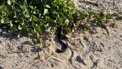 Masticophis fuliginosus