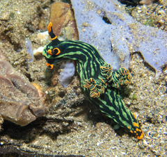 Nembrotha kubaryana