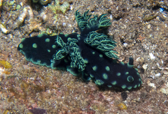 Nembrotha cristata