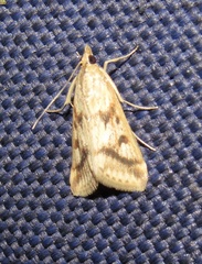 Achyra bifidalis