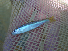 Cyprinella callisema