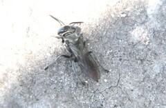 Tachysphex terminatus