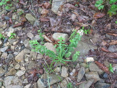 Galium platygalium