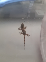 Tarentola mauritanica