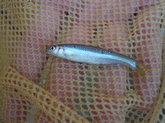 Cyprinella callisema