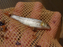 Nocomis leptocephalus