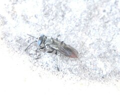 Tachysphex terminatus