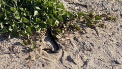 Masticophis fuliginosus