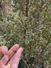 Coprosma rotundifolia