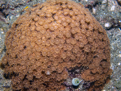Goniopora