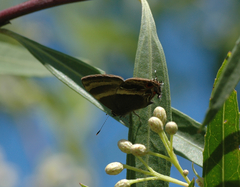 Arzecla tarpa
