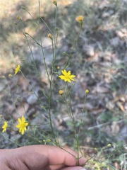 Gutierreziinae