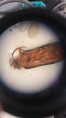 Neopyrochroa flabellata