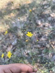 Gutierreziinae