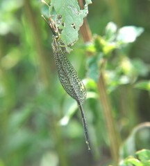 Brachynemurus