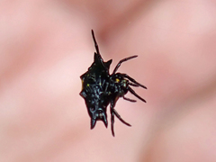 Gasteracantha quadrispinosa