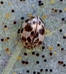 Psyllobora vigintimaculata