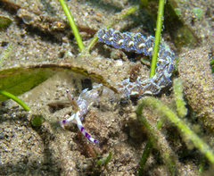 Pteraeolidia semperi