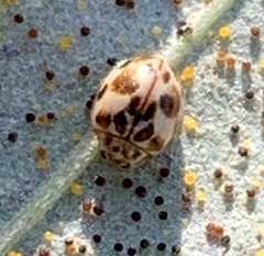 Psyllobora vigintimaculata