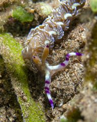 Pteraeolidia semperi