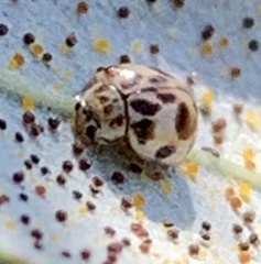 Psyllobora vigintimaculata