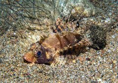 Dendrochirus brachypterus