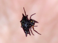 Gasteracantha quadrispinosa