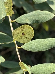 Psyllobora vigintimaculata
