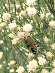 Chauliognathus misellus