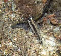 Asterropteryx striata