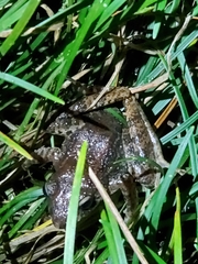 Craugastor fitzingeri