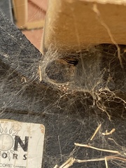 Latrodectus hesperus