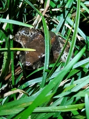 Craugastor fitzingeri