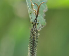 Brachynemurus