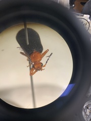 Neopyrochroa flabellata