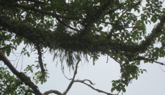 Pyrrosia eleagnifolia