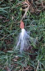 Asclepiadeae