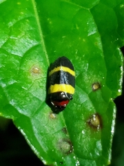 Sphenorhina