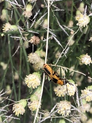 Chauliognathus omissus