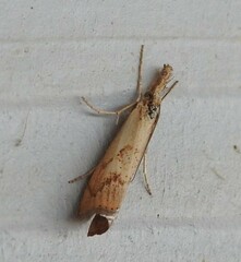 Agriphila undatus