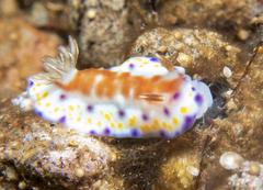 Goniobranchus collingwoodi