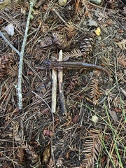 Aneides lugubris