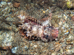 Dendrochirus brachypterus