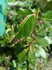 Thecabius populimonilis